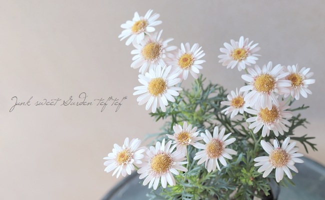 マーガレット 『レディフレア』 シングル咲き | すべての商品 | | Junk