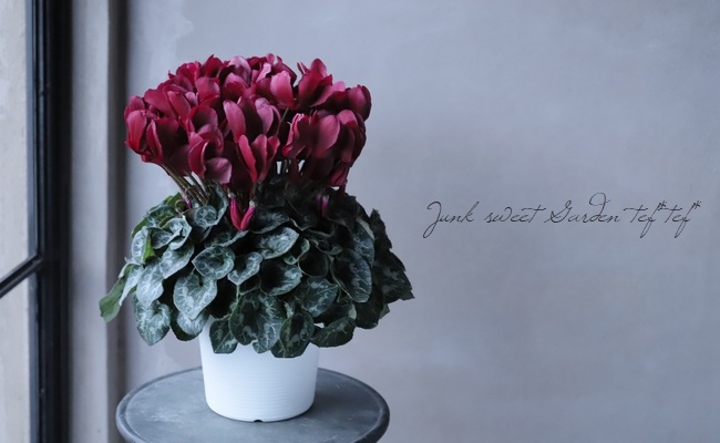 シクラメン 『マカロンショコラ』 | すべての商品 | | Junk sweet