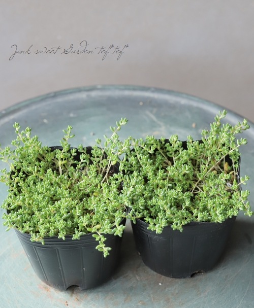 多肉植物】セダム アルブム 『ファロファーム』 | すべての商品