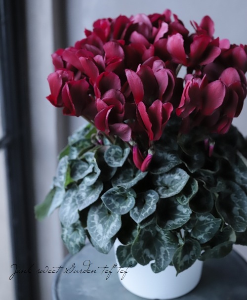 シクラメン 『マカロンショコラ』 | すべての商品 | | Junk sweet