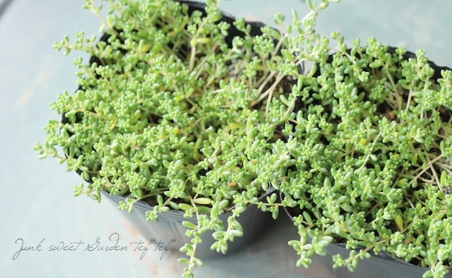 多肉植物】セダム アルブム 『ファロファーム』 | すべての商品