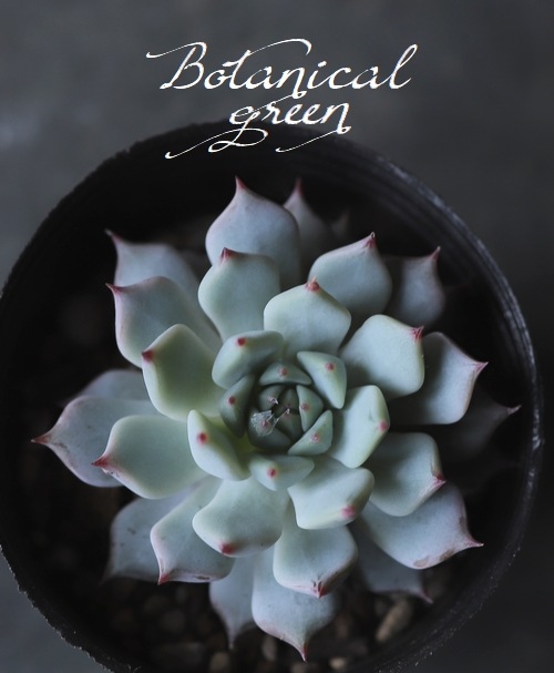 多肉植物】 『茶々 -キャプテンハイ×ジュンヤ- 』エケベリア属 韓国苗