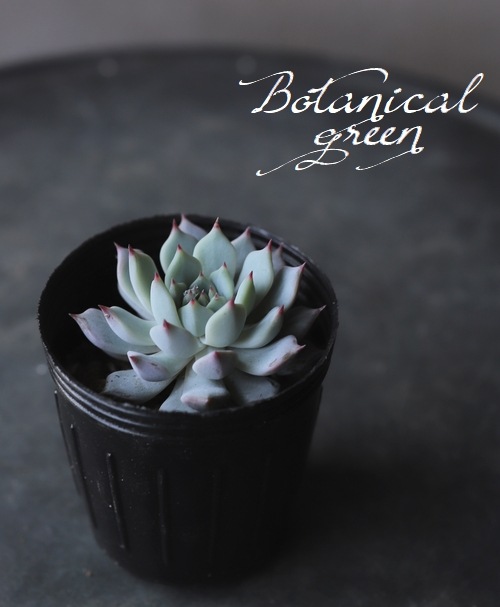 多肉植物】 『茶々 -キャプテンハイ×ジュンヤ- 』エケベリア属 韓国苗