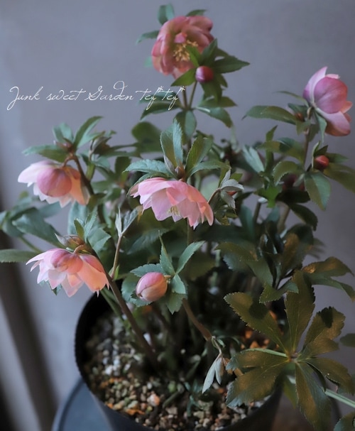 大木　玉　dd クリスマスローズ 大木 玉 dd クリスマスローズ