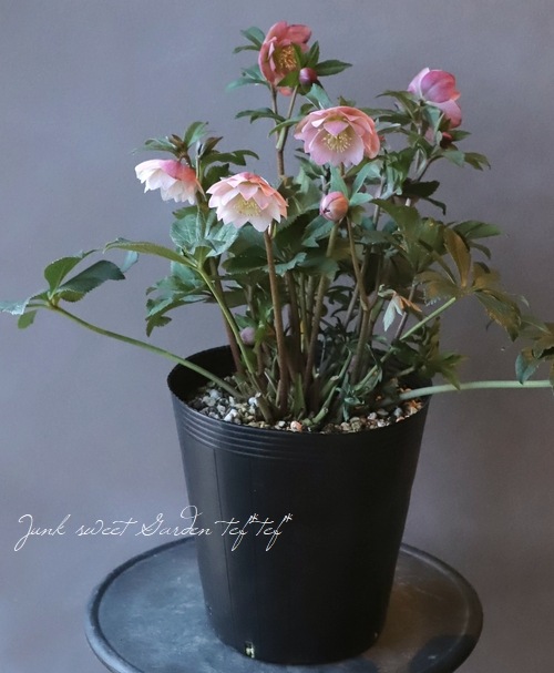 クリスマスローズ 『ピンク dd』 特大株 | すべての商品 | | Junk