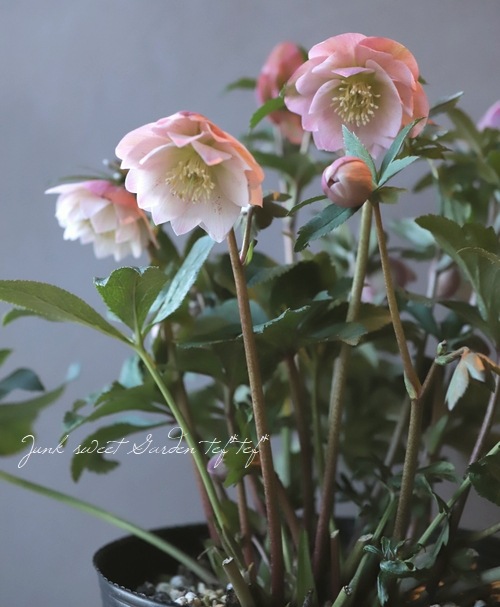 クリスマスローズ 『ピンク dd』 特大株 | すべての商品 | | Junk