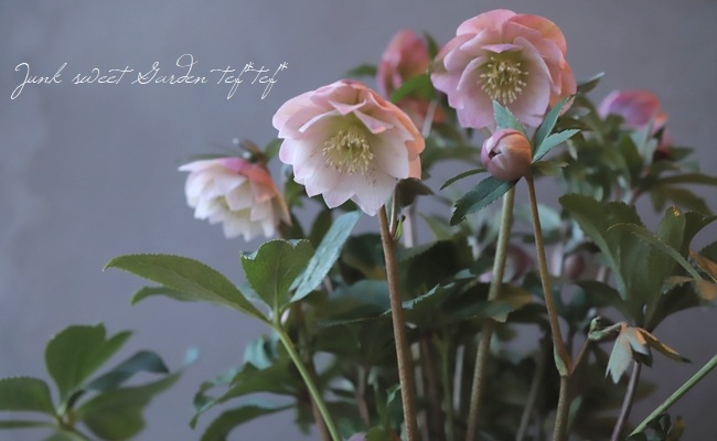 クリスマスローズ 『ピンク dd』 特大株 | すべての商品 | | Junk