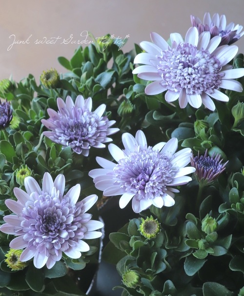 八重咲きダブルファン・オステオスペルマム 『ホワイトブルー