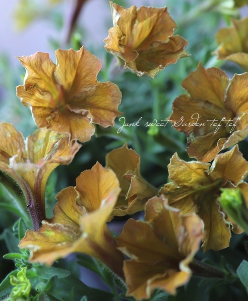 ゲブラさんのペチュニア オレンジneo フリル咲き すべての商品 Junk Sweet Garden Tef Tef ゲブラさんのペチュニア オレンジneo フリル咲き すべての商品 Junk Sweet Garden Tef Tef