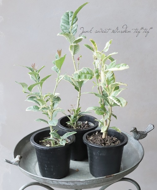 ピンクレモネード　/ 634 レモニカ新静岡セノバ店 | ピンクレモネード✧ 期間限定です♡ | Instagram