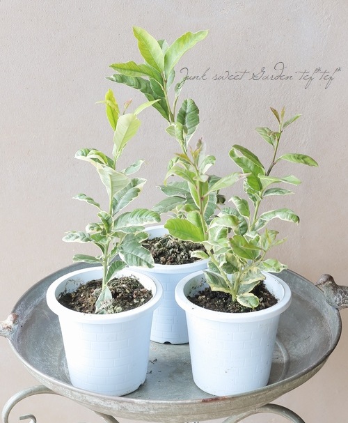 果樹】 斑入り葉レモン 『ピンクレモネード』 植え込み用苗 | すべての