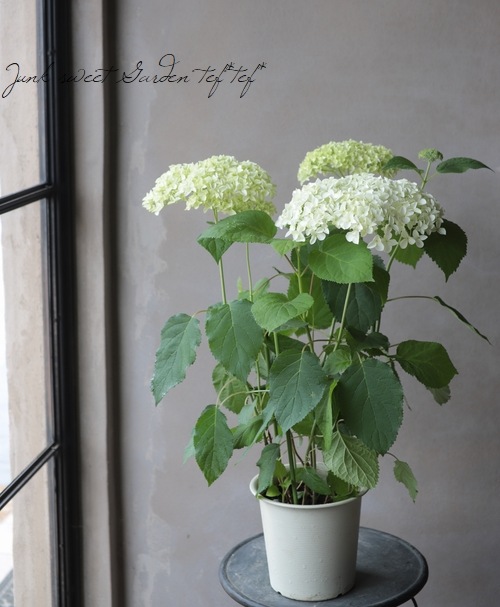紫陽花 アナベル 『ジャンボ』 ホワイト 【植え込み用苗】 | すべての