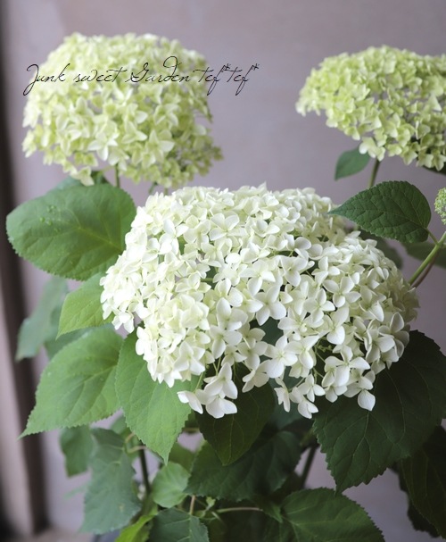 紫陽花 アナベル 『ジャンボ』 ホワイト 【植え込み用苗】 | すべての