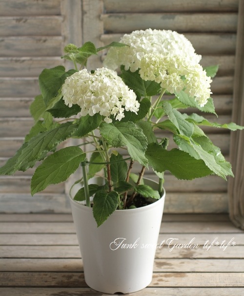 紫陽花 アナベル 『ジャンボ』 ホワイト 【植え込み用苗】 | すべての