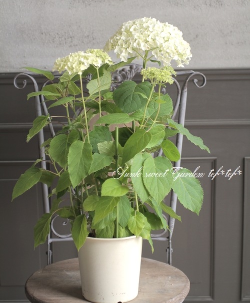 紫陽花 アナベル 『ジャンボ』 ホワイト 【植え込み用苗】 | すべての