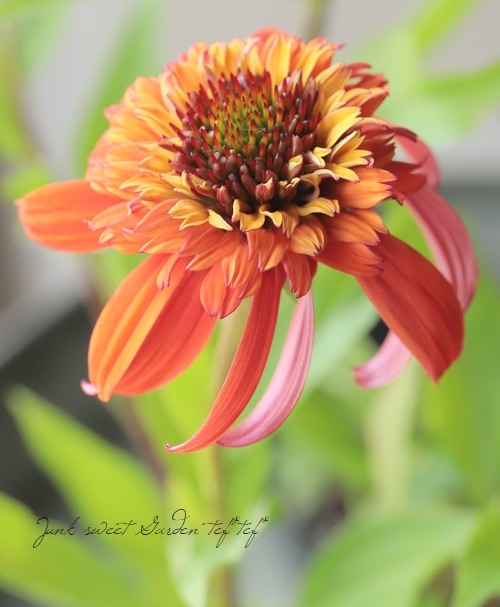 エキナセア（パラディソ）幼苗/八重性ローズ/宿根草/約80cm（ポットのまま）④ エキナセア・パラディソ スーパーデューパー| 種・苗