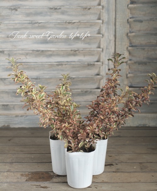 ���ץ����ޡ��إ쥤��ܡ����ץ饤����