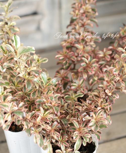 ���ץ����ޡ��إ쥤��ܡ����ץ饤����