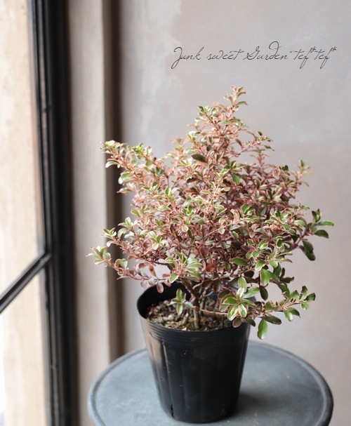 ���ץ����ޡ��إ쥤��ܡ����ץ饤����