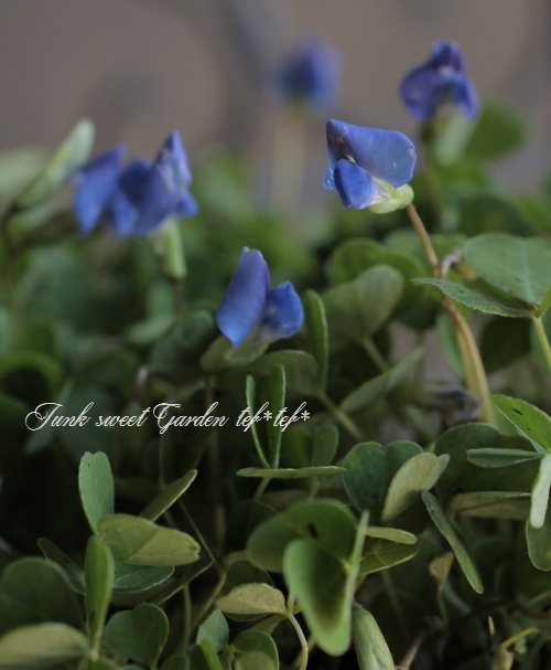 ブルークローバー』 | すべての商品 | | Junk sweet Garden tef*tef*