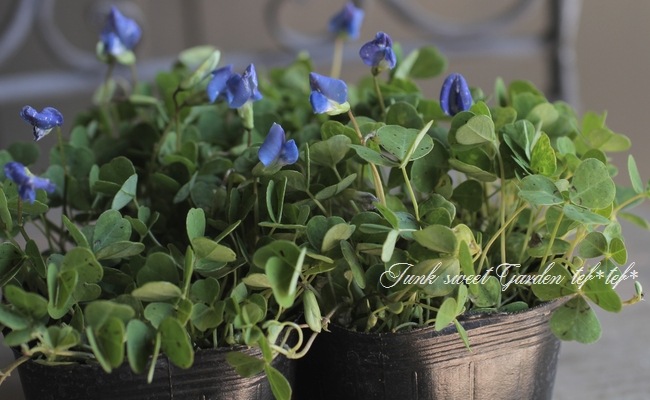 ブルークローバー』 | すべての商品 | | Junk sweet Garden tef*tef*