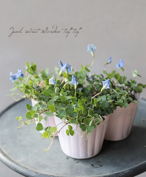 ブルークローバー ブルークローバー』 | すべての商品 | | Junk sweet Garden tef*tef*