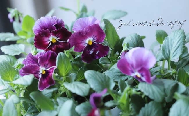 小輪パンジー・わらく 『ストロベリー』 | すべての商品 | | Junk