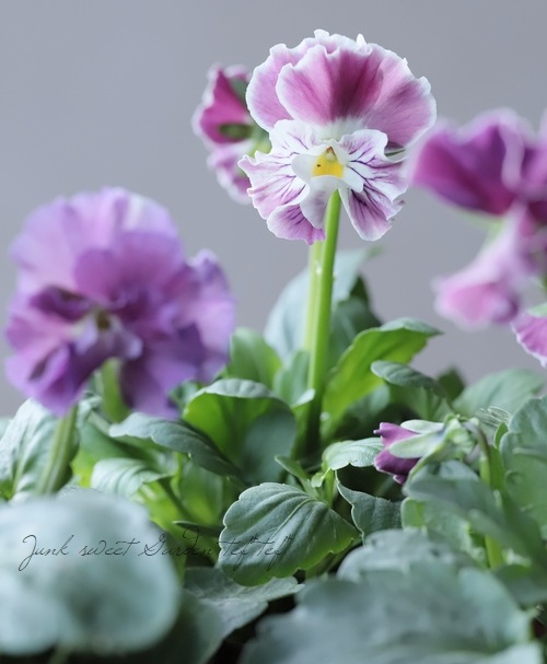 ◇ぞうさんビオラ 『ライトパープル』 | すべての商品 | | Junk sweet