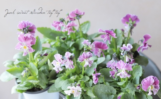 ◇ぞうさんビオラ 『ライトパープル』 | すべての商品 | | Junk sweet