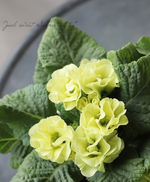 がおちゃん様　ご確認用　プリムラ 黄色 楽天市場】花苗 半八重〜八重咲き プリムラ アコーリス パロマ Mix