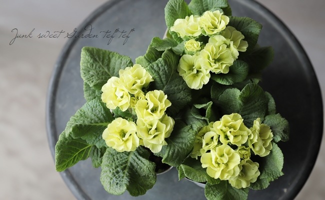 八重咲きプリムラ 『菜々ちゃん』 | すべての商品 | | Junk sweet