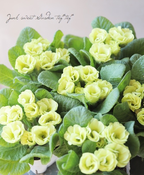 八重咲きプリムラ 『菜々ちゃん』 | すべての商品 | | Junk sweet