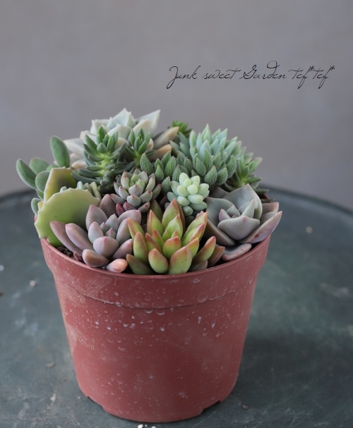 ☆多肉植物☆ こんばんは！ 10月25日(土) 本日もお天気がぐずつく中多数様のご来店