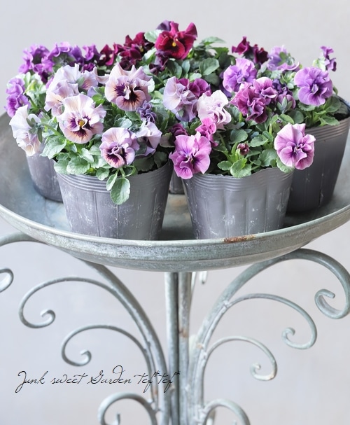 ☆育種うえたオリジナルビオラ 『キャンディーウェーブ』 | すべての