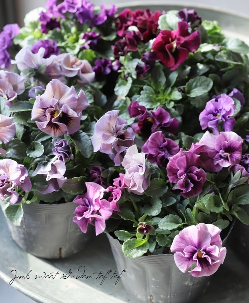 ☆育種うえたオリジナルビオラ 『キャンディーウェーブ』 | すべての