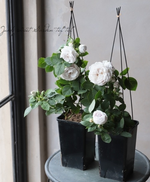 バラ苗 Griselis グリゼリ シルバーグレー すべての商品 Junk Sweet Garden Tef Tef バラ苗 Griselis グリゼリ シルバーグレー すべての商品 Junk Sweet Garden Tef Tef