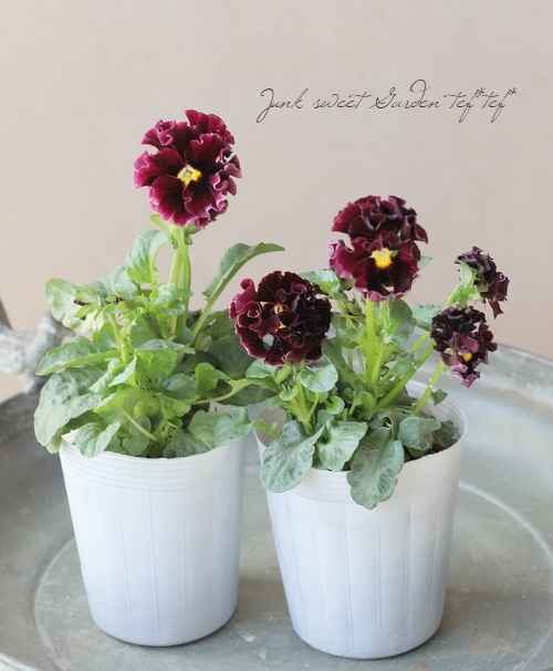 ○松原園芸さんパンジー 『アンティークラッフル』 【ワイン