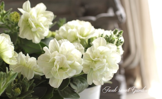 花パピエ 花苗 八重咲き ペチュニア パニエ レモン 3.5号 クリーム