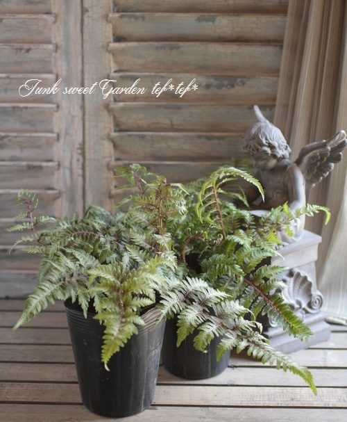 ニシキシダ・アシリウム 『レッドビューティ』 | すべての商品