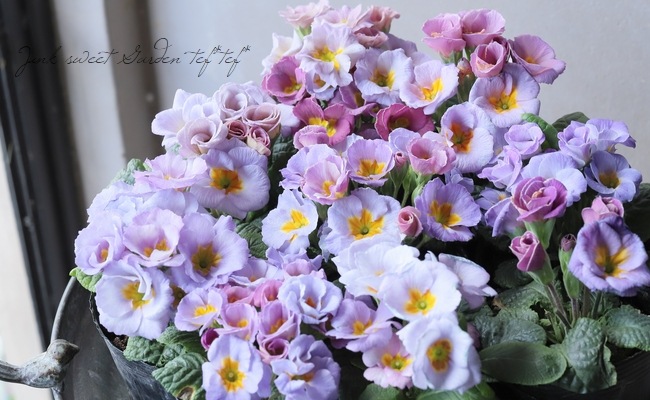 �Х�餭�ץ��顦����ꥢ�󡡡إ����ͥåȡ����֥��ȥ��������顼�١�C��