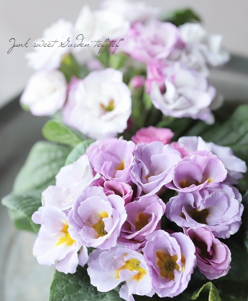 �Х�餭�ץ��顦����ꥢ�󡡡إ����ͥåȡ����֥��ȥ��������顼�١�C��