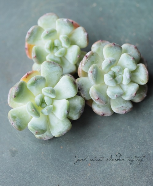 ¿ʪۡإӥơ١٥ꥢ°