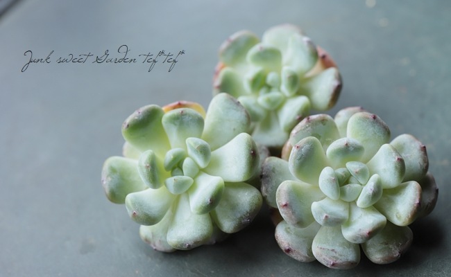 ¿ʪۡإӥơ١٥ꥢ°