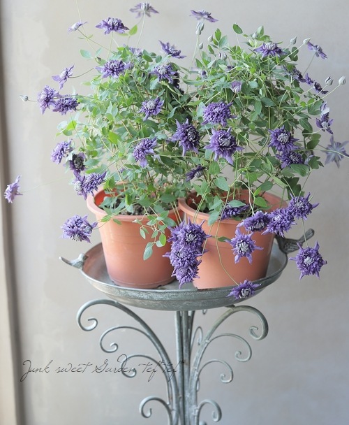 クレマチス・アフロシリーズ 『九重 -ここのえ-』 新旧両枝咲き