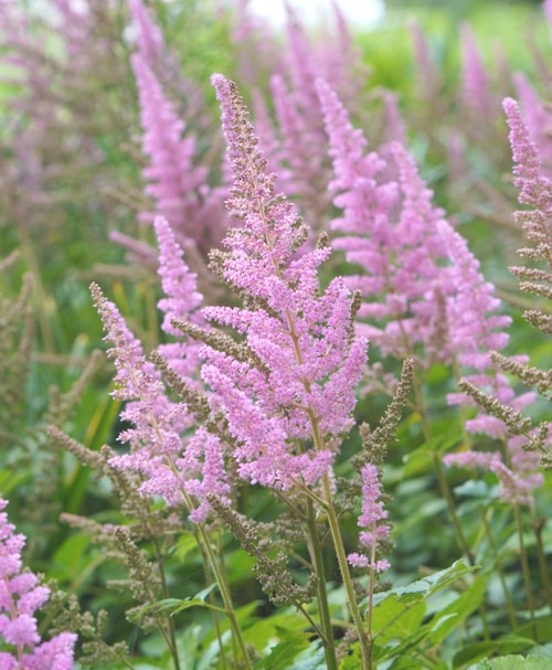 アスチルベ 『ビジョンズインピンク』 | すべての商品 | | Junk sweet