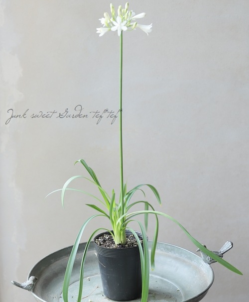 コンパクト品種！アガパンサス 『ホワイト』 | すべての商品 | | Junk