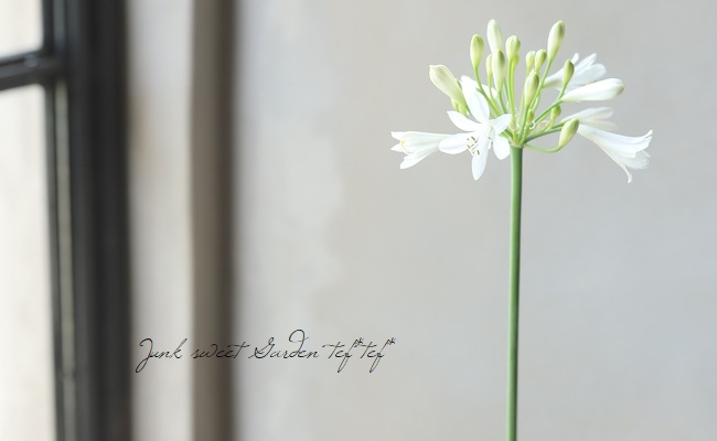 コンパクト品種！アガパンサス 『ホワイト』 | すべての商品 | | Junk