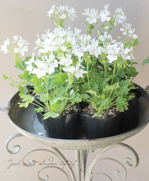 ゼラニウム・スターリー 『ピュアホワイト』 | すべての商品 | | Junk