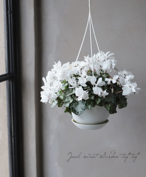 DECORTÉ Wildflower Wonderland 2x18g 八重咲きシクラメン 『カレン』 | すべての商品 | | Junk sweet Garden