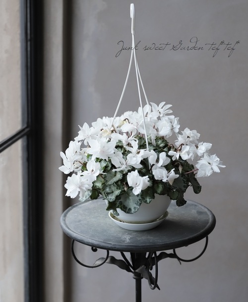 八重咲きシクラメン 『カレン』 | すべての商品 | | Junk sweet Garden